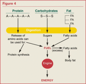 You need carbs and fats to break down protein.